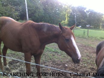 SEARCHING FOR HORSE Colonial Dame aka Laney, Near Herndon, VA, 20171